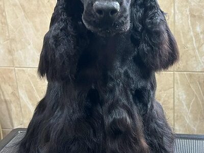 Engleski koker spanijel, mužjak