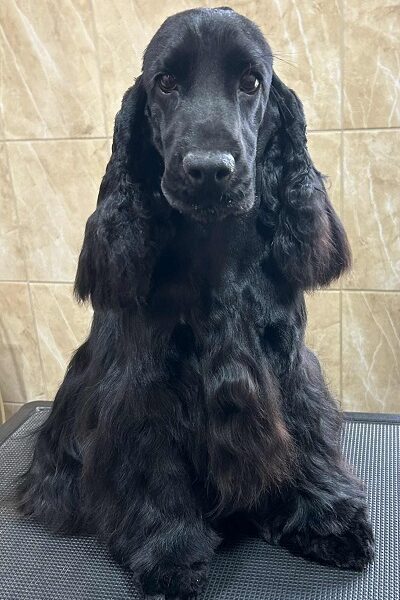 Engleski koker spanijel, mužjak