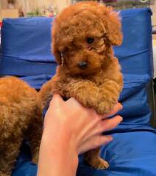 Prelepe patuljaste i toy pudle, štenci