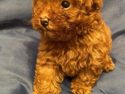 Prelepe patuljaste i toy pudle, štenci