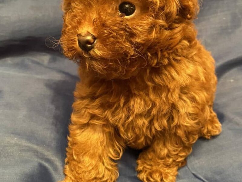 Prelepe patuljaste i toy pudle, štenci