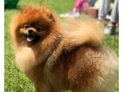 Pomeranac mužjak, spreman za parenje