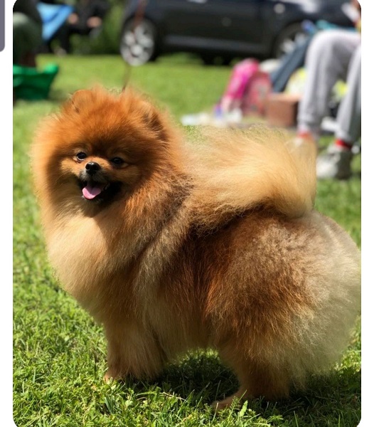 Pomeranac mužjak, spreman za parenje