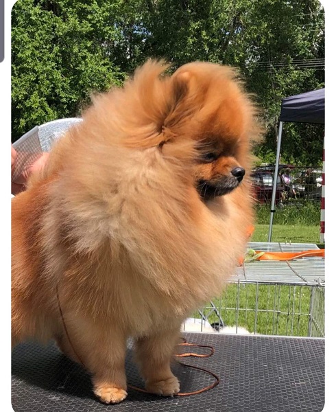 Pomeranac mužjak, spreman za parenje