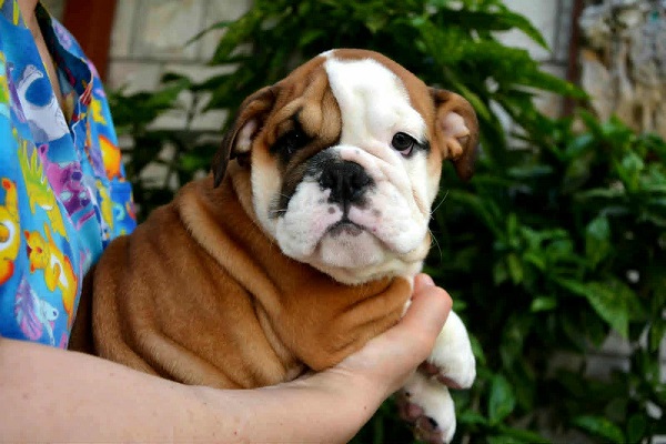 Engleski Buldog, predivni štenci