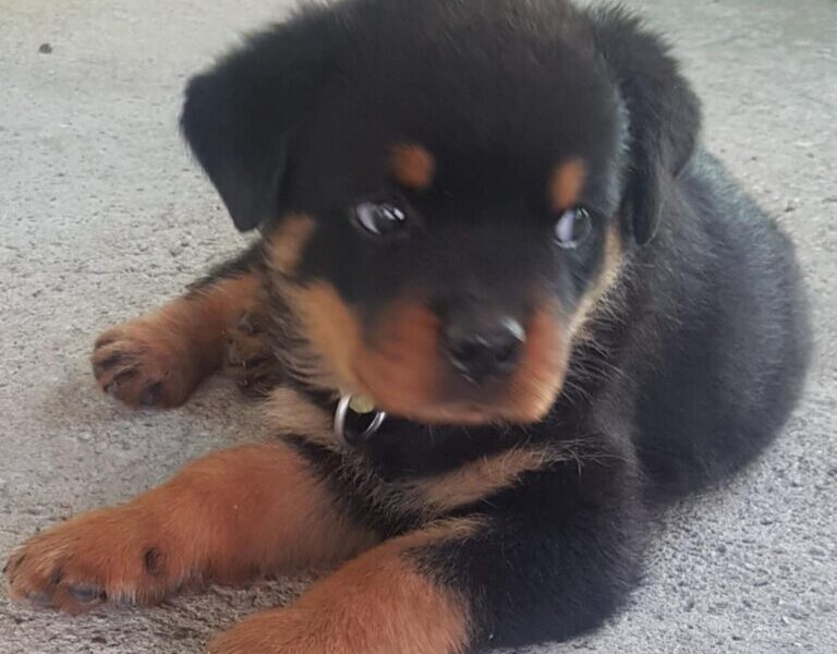 Rotvajler prelepi stenci