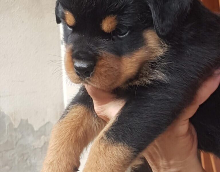 Rotvajler prelepi stenci