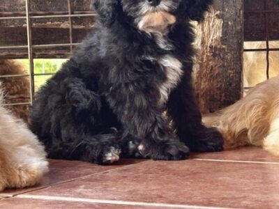 Slobodni štenci CAVAPOO