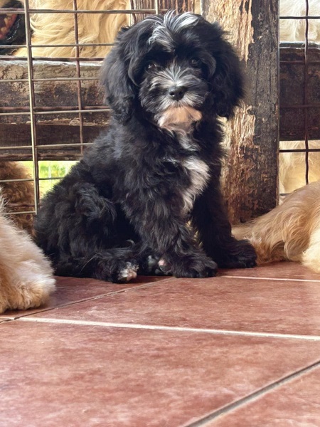 Slobodni štenci CAVAPOO