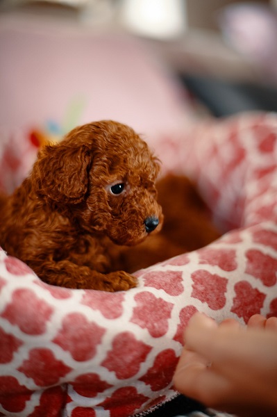 Prelepe patuljaste i toy pudle, štenci