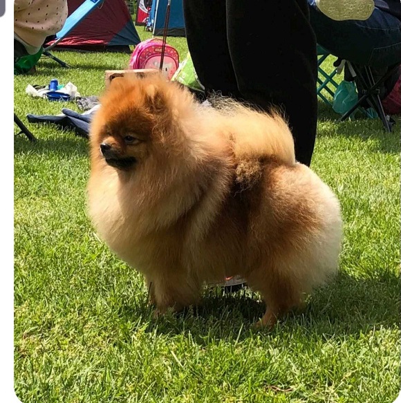 Pomeranac mužjak, spreman za parenje