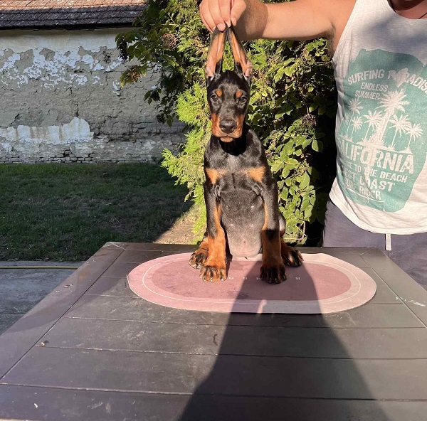 DOBERMAN štenci