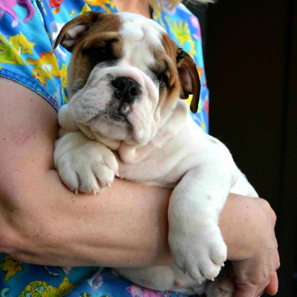 Engleski Buldog, predivni štenci