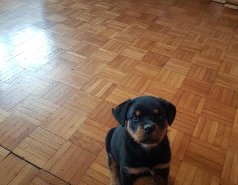 Rotvajler prelepi stenci