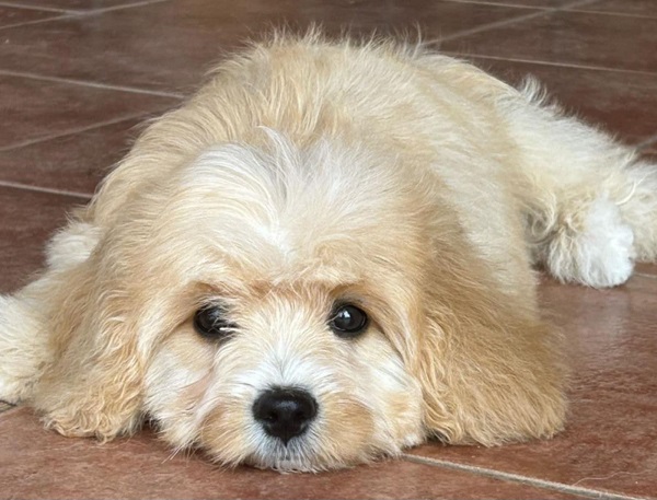 Slobodni štenci CAVAPOO
