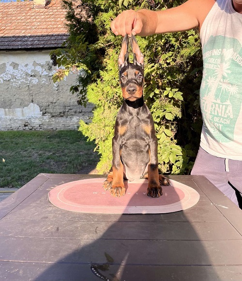 DOBERMAN štenci