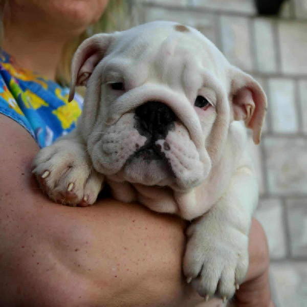 Engleski Buldog, predivni štenci