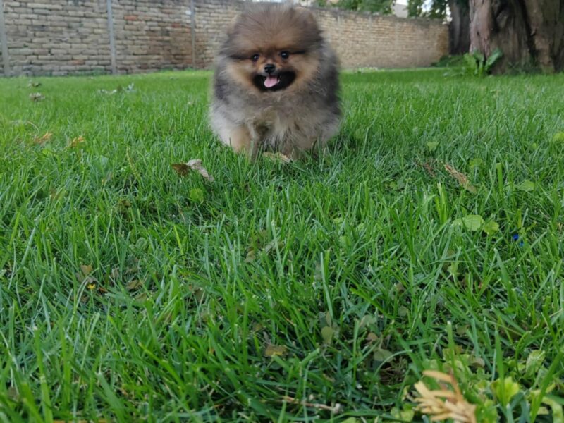 Pomeranac prelepi stenci