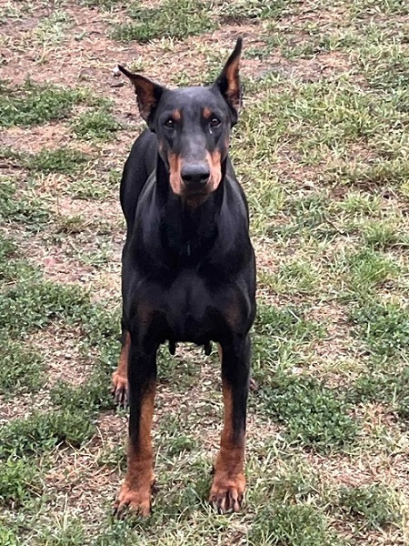 DOBERMAN štenci