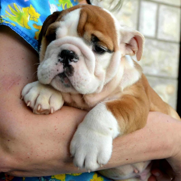 Engleski Buldog, predivni štenci
