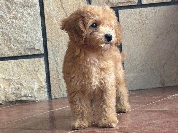 Slobodni štenci CAVAPOO