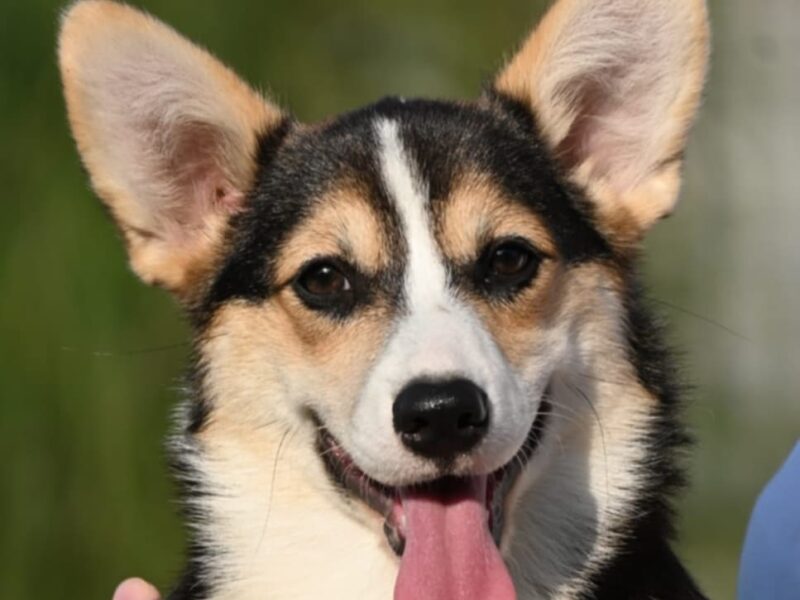 Velski korgi Welsh Corgi Pembroke