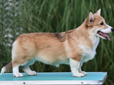 Velski korgi Welsh Corgi Pembroke