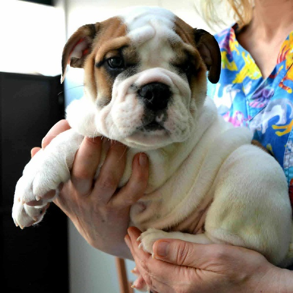 Engleski Buldog, predivni štenci