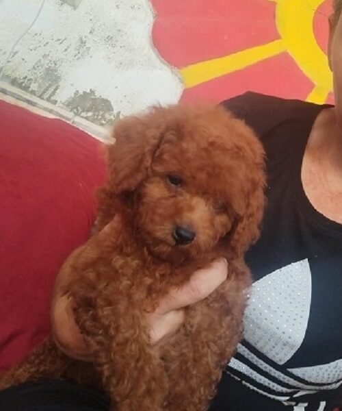 Crvena TOY PUDLA, prelepi stenci