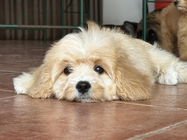 Slobodni štenci CAVAPOO