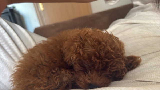 Crvena TOY PUDLA, prelepi stenci