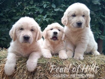 Zlatni Retriver prelepi štenci