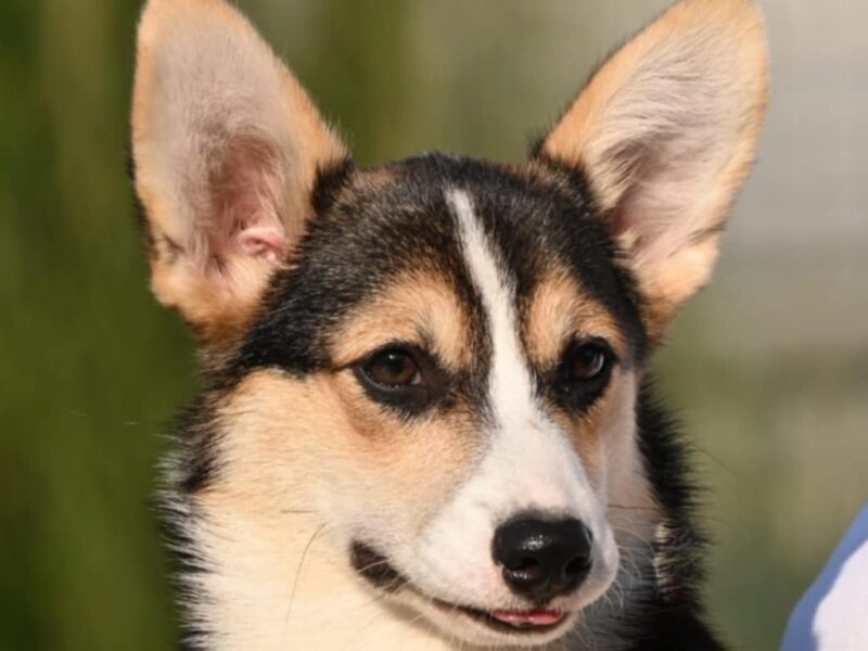 Velski korgi Welsh Corgi Pembroke