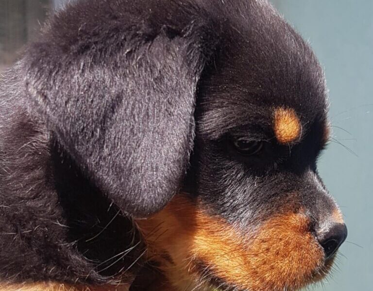 Rotvajler prelepi stenci