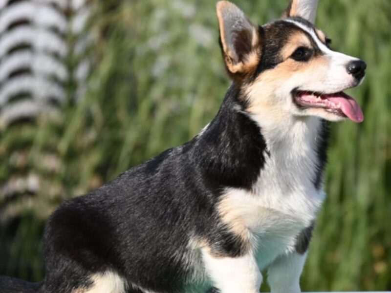 Velski korgi Welsh Corgi Pembroke