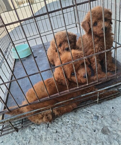 Crvena TOY PUDLA, prelepi stenci