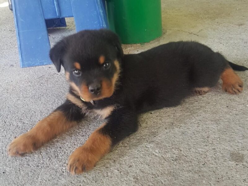 Rotvajler prelepi stenci