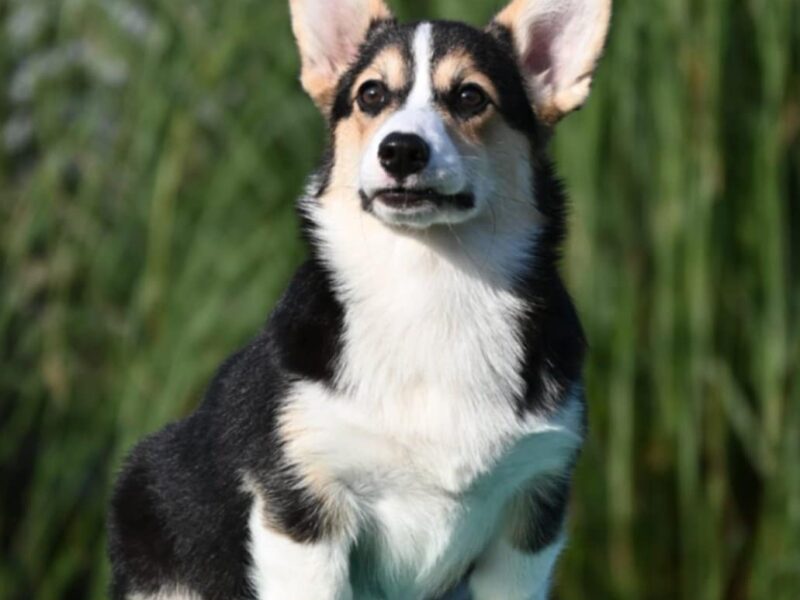 Velski korgi Welsh Corgi Pembroke