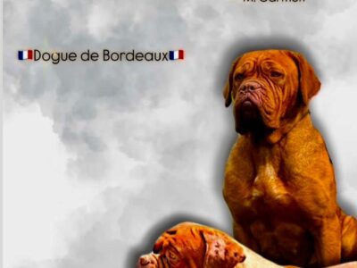 Dogue de Bordeaux Bordoška Doga štenci