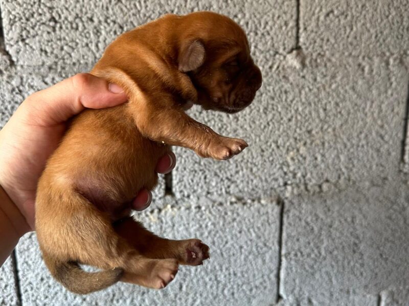 Dogue de Bordeaux Bordoška Doga štenci