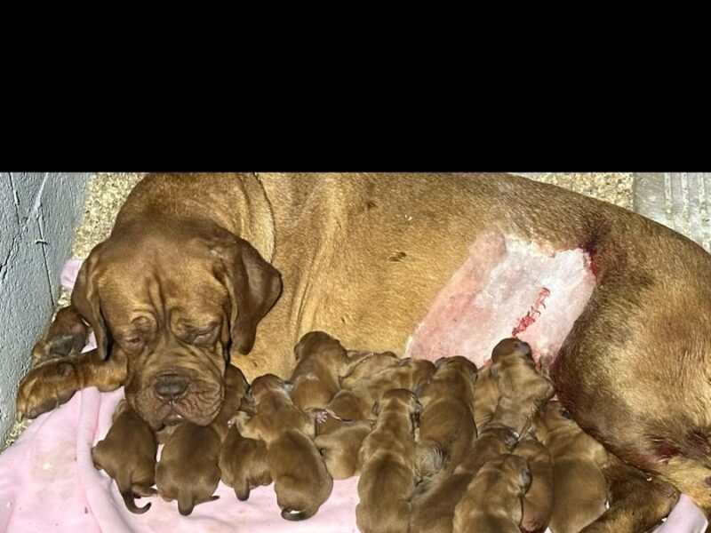 Dogue de Bordeaux Bordoška Doga štenci
