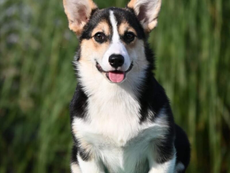 Velski korgi Welsh Corgi Pembroke