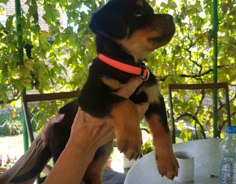 Rotvajler prelepi stenci