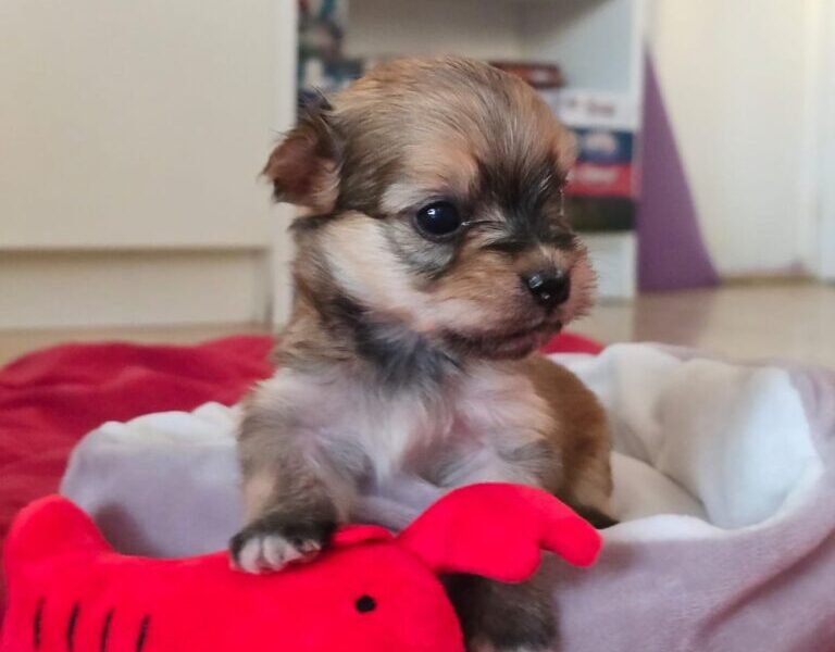 Havanski bišon štenci