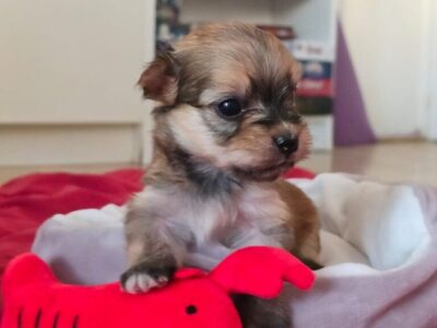 Havanski bišon štenci