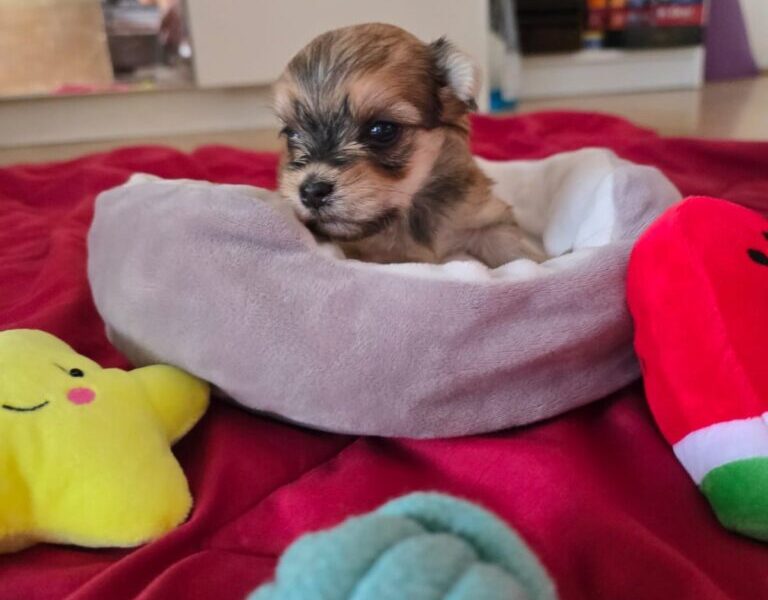 Havanski bišon štenci