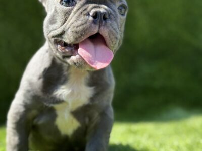 Francuski buldog plavi štenci