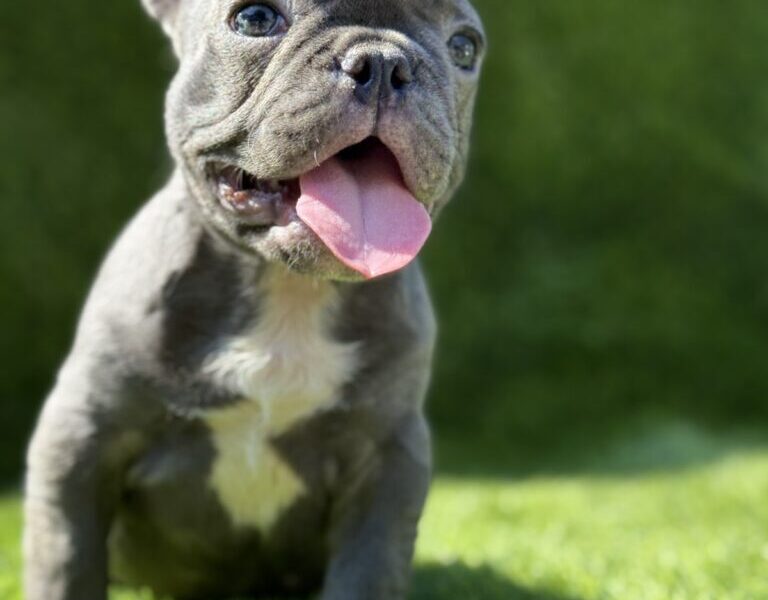 Francuski buldog plavi štenci