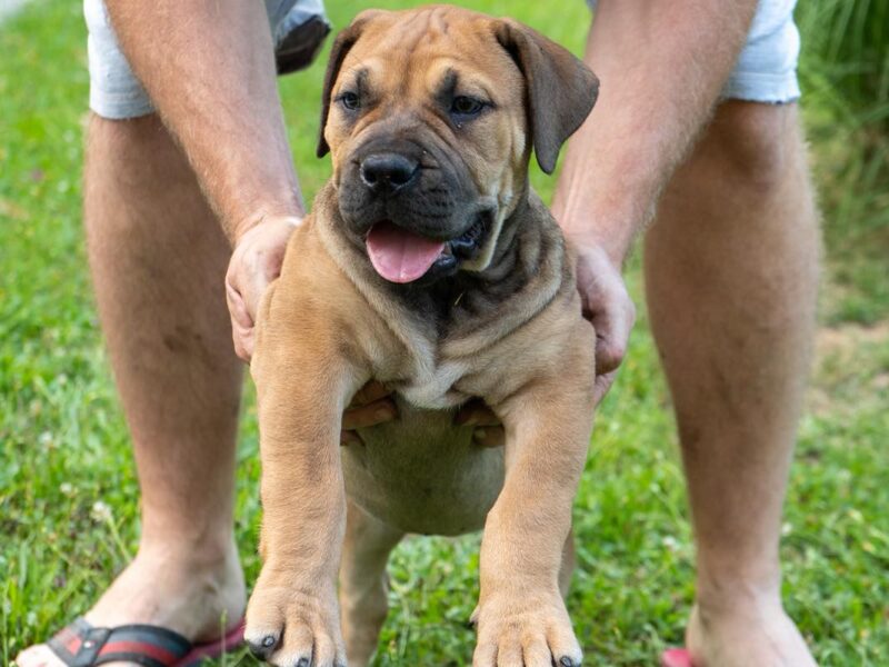 Južnoafrički mastif – Boerboel štenci