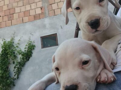 Dogo argentino prelepi štenci